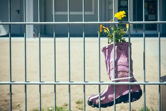 Pink rain boot used as a flower pot for Tagetes erecta flowers hanging on a fence