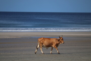 Fototapeta na wymiar Bull on the Beach