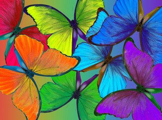 Colors of rainbow. Bright colorful tropical morpho butterflies. Color concept. Bright tropical...