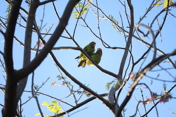 Parakeets in Love