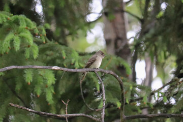 Vireo High on the Branch