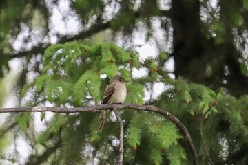 Vireo on the Tree Branch