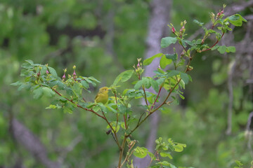 Yellow Warbler