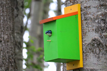 Swallow in the Nest Box