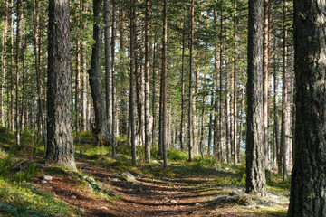 Fototapeta na wymiar Pine forest. Karelia. Beautiful summer landscape.