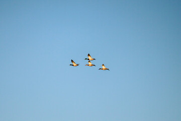 Ducks in Flight