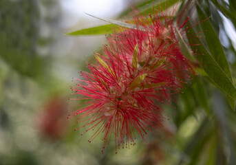 close-up fire tree blossom, macro photo.