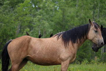 Birds on Horses