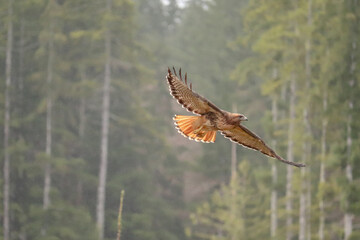 Fototapeta na wymiar Red Tailed Hawk Splayed