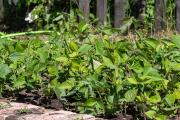 beans in the home garden
