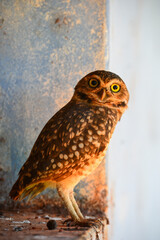 A burrowing owl (Athene cunicularia), or Coruja-buraqueira, on an abandoned house in the remote village of Cafetal, Beni Department, Bolivia, on the border with Rondonia state, Brazil