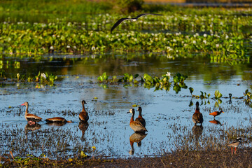 Prolific birdlife on a marsh by the Guaporé-Itenez river, in the village of Remanso, Beni,...