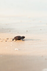 Newborn sea turtle in the sand on the beach walking to the sea after leaving the nest