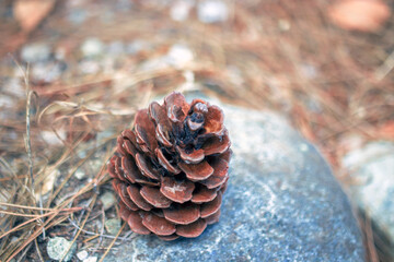 pine cones on the ground