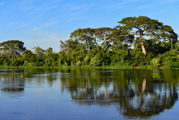 Fototapeta na wymiar A beautiful stretch of lush Amazonian rainforest on the banks of the Guaporé - Itenez river, near the Terra Indígena Sagarana, Sagarana Indigenous Land, Rondonia state, Brazil