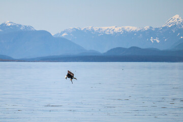 Bald Eagle Fish in Grasp 3