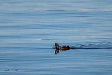 Harlequin Duck 