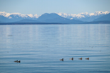 Harlequin Ducks 