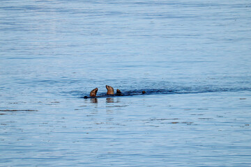 Sealions Playing