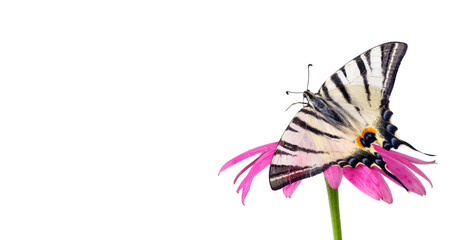 Fototapeta na wymiar bright butterfly swallowtail on colorful Echinacea purpurea flower isolated on white. copy space