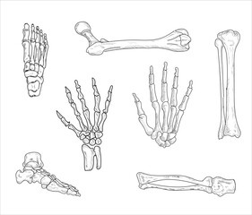 Human joints and body parts bone icons sketch