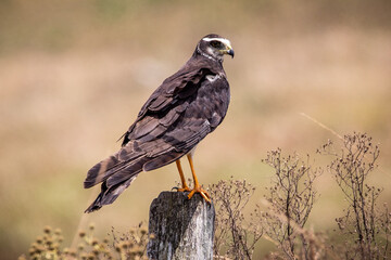 Long-winged harrier (Circus buffoni)