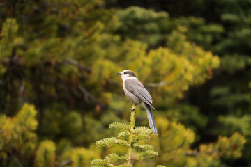 Whisky-jack on the Treetop