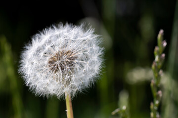 Common dandelion on the meadow. milk-witch flower, yellow-gowan, monks-head flower