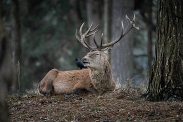 Beautiful shot of a deer laying down on the ground relaxing with a black crow on its back