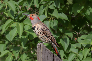Northern Flicker Up Close