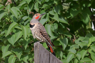 Northern Flicker on the Fence Post