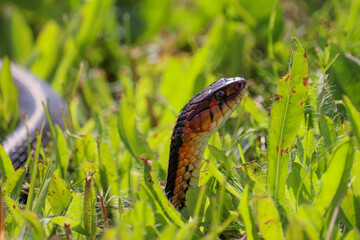 Snake in the Grass