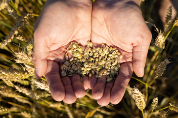 Close-up farmer's hands hold a handful of grains of wheat, rye in a wheat, rye field. A man's hand holds ripe grains of cereals on a blurred background of a grain field. Top view. Harvesting concept.