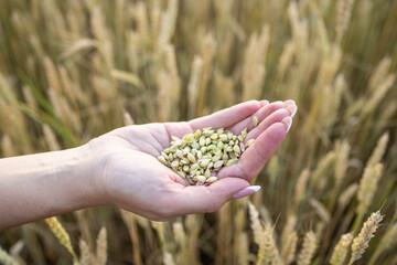 Close-up woman's hands hold a handful of grains of wheat, rye in a wheat, rye field. A woman's hand holds ripe grains of cereals on a blurred background of grain field. View from above Harvest concept