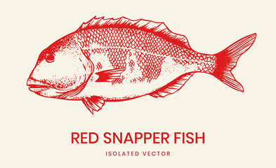 drawing red snapper fish illustration vector for seafood illustration, restaurant menu background, packaging design , fishing club, t-shirt, poster and other design.  - obrazy, fototapety, plakaty