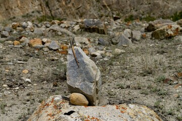 A reptile of Karakorams - A long-tail lizard on the top of a stone near Biafo Glacier, Gilgit Baltistan, Pakistan.