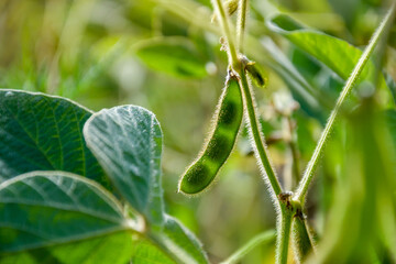 Young green pods and leaves of a soybean on the stem during the period of active growth and maturation of the plant in the field. Agricultural crops in the open field. Selective focus.
