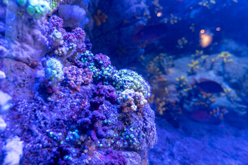 Fototapeta na wymiar fond marin avec des coraux couleurs bleu mauve