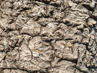 Wrinkled bark of a southern tree. Beautiful texture. Curvy lines. natural background.