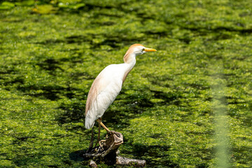 Héron garde-boeufs ou Bubulcus ibis solitaire sur une branche au milieu d'un étang