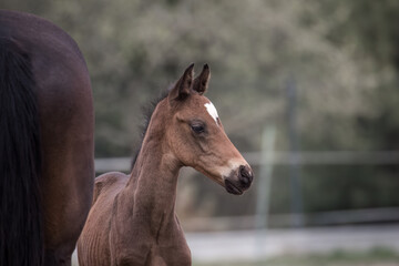 A beautiful young horse on the paddock at the horse farm. A foal on the farm, a beautiful little horse, brown in color. Stable with driving lessons.