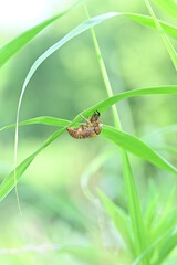 残暑見舞い・暑中見舞などに(I would like to send my best regards to you during the summer.)