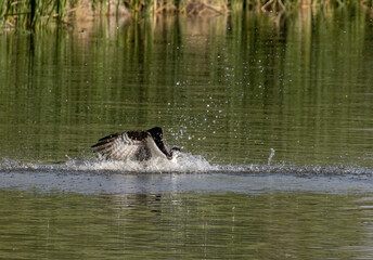 Fototapeta premium Osprey Fishing