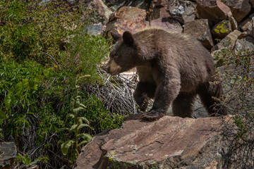 Fototapeta premium Young Black Bear
