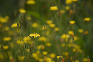 SUMMER LANDSCAPE - Blooming yellow flowers in field