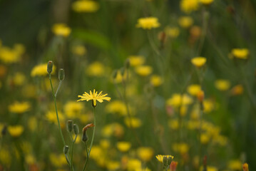 Obraz premium SUMMER LANDSCAPE - Blooming yellow flowers in field