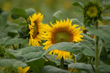 SUNFLOWERS - Beautifully flowering plants in the field
