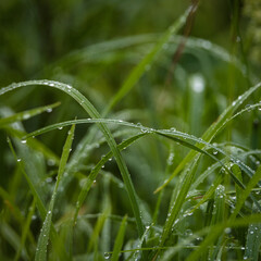 GRASS - Morning dew on the meadow 