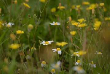 SUMMER LANDSCAPE - Blooming chamomile flowers in field
