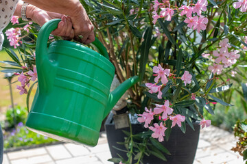 Blumen gießen mit Gießkanne